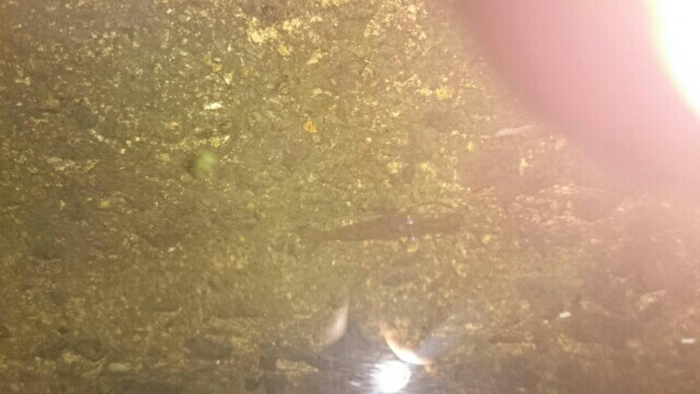 夜釣りの足元に見えるテナガエビ
